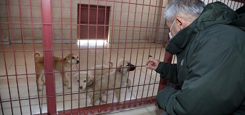 Elazığ Belediyesi Geçici Hayvan Bakımevi Rehabilitasyon Merkezi Ziyarete Açılıyor
